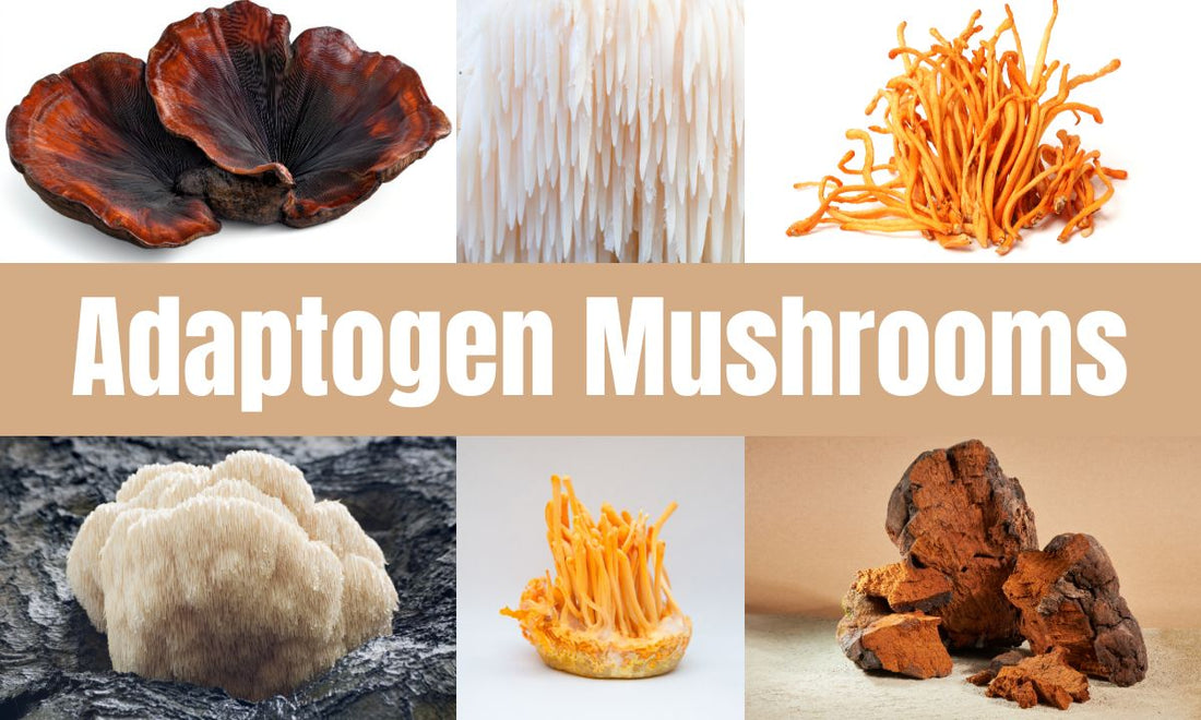 Adaptogen Mushrooms 101: What They Are & Why You Should Care
